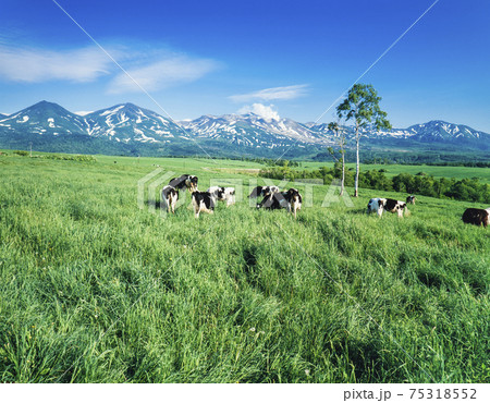 北海道　美瑛町　白金模範牧場と十勝岳 75318552