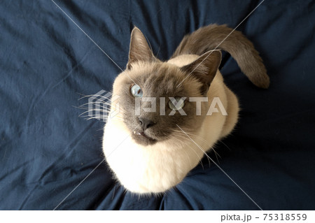カメラ目線で見上げる青い目の猫 カメラ目線で見上げる青い目の猫 75318559