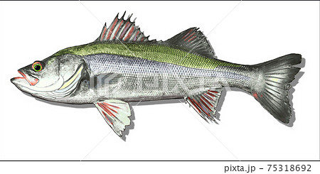 スズキに影と枠をつけてみました 75318692