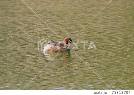 池で泳ぐカイツブリ 75318704