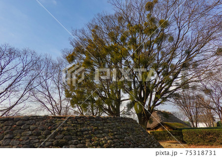 ヤドリギ ヤドリギ 75318731