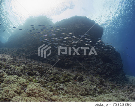 珊瑚礁と南国の魚たち 珊瑚礁と南国の魚たち 75318860