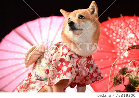 着物を着てポーズする柴犬 お正月 年賀用カットの写真素材