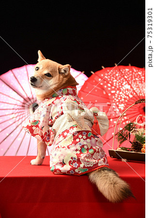着物を着てポーズする柴犬 お正月 年賀用カットの写真素材