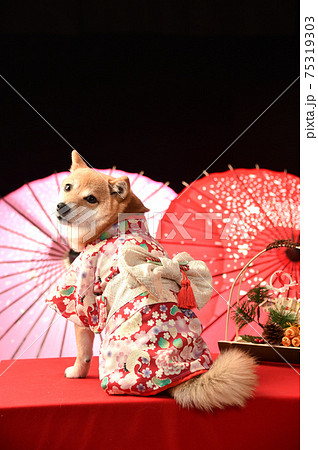 着物を着てポーズする柴犬 お正月 年賀用カットの写真素材 着物を着てポーズする柴犬 お正月 年賀用カットの写真素材