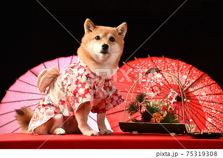 着物を着てポーズする柴犬 お正月 年賀用カットの写真素材