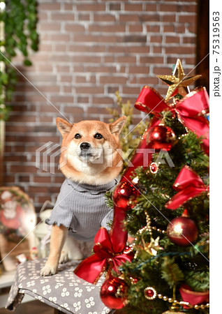クリスマスセットでおすましする柴犬 75319563