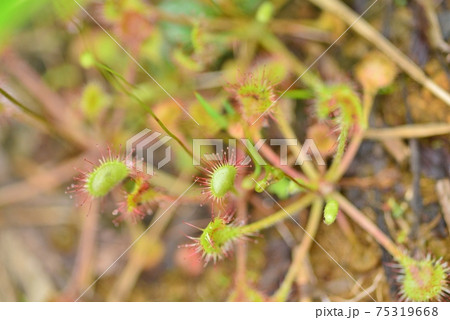 食虫植物のモウセンゴケ 75319668