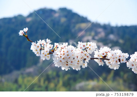 近場の公園で間近に見る満開の桜 … 島根県 安来市（快晴） 75319879