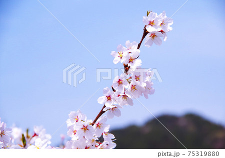 近場の公園で間近に見る満開の桜 … 島根県 安来市(快晴) 近場の公園で間近に見る満開の桜 … 島根県 安来市(快晴) 75319880