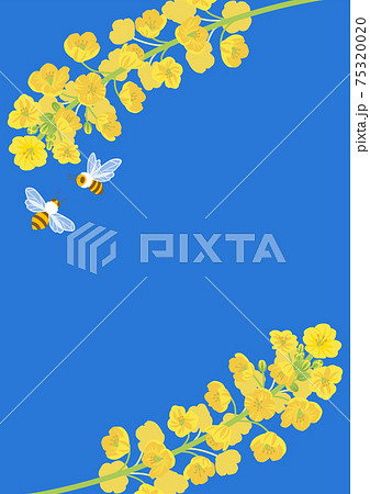 菜の花とミツバチの背景素材 75320020