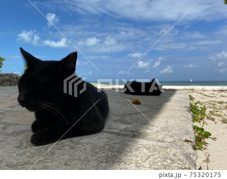 海岸で日向ぼっこをする黒猫たち 75320175