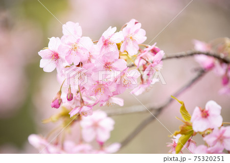 滋賀県の河津桜公園内、桜、ピンク色、春【2月】 滋賀県の河津桜公園内、桜、ピンク色、春【2月】 75320251