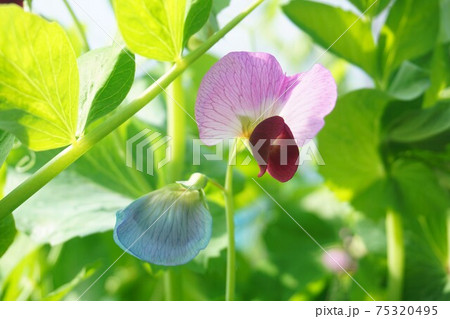 青色と紫色のきぬさやの花。 75320495