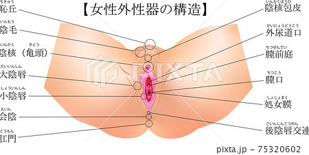 女性生殖器 外性器 解説 イラストのイラスト素材