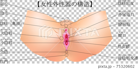 女性生殖器　外性器　解説　イラスト 75320602