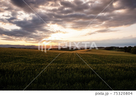 夏の美瑛町 麦畑と夕焼け空の風景の写真素材