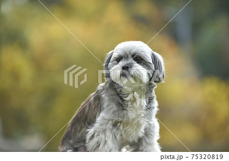 ドッグランでおすましするシーズー犬 ミックス犬の写真素材