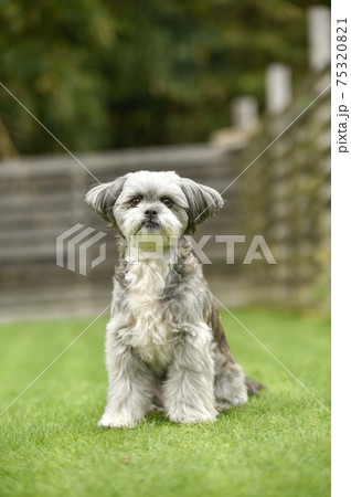 ドッグランでおすましするシーズー犬 ミックス犬の写真素材 7531