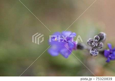 ローズマリーの花 ローズマリーの花 75320839