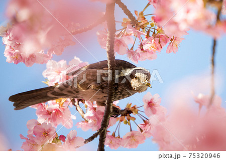 河津桜とヒヨドリ　東京都江戸川区　日本 75320946