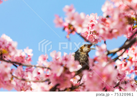 河津桜とヒヨドリ　東京都江戸川区　日本 75320961