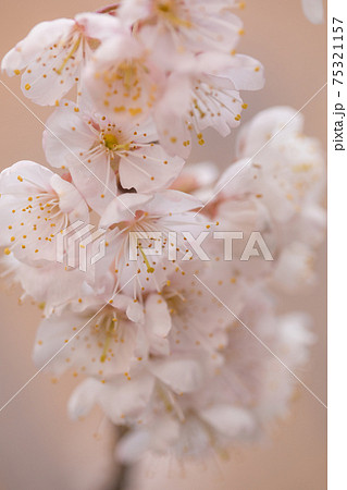 さくらんぼの花の写真素材