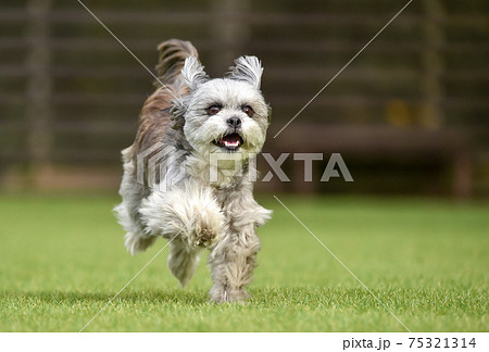 ドッグランで遊ぶシーズー ミックス犬 小型犬の写真素材