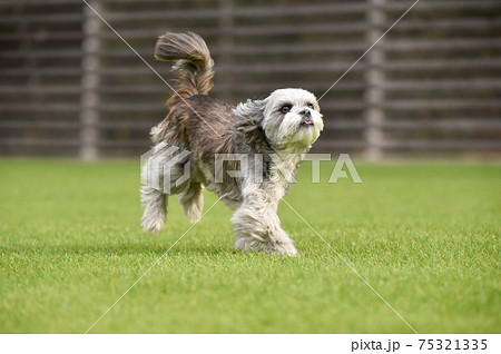 ドッグランで遊ぶシーズー ミックス犬 小型犬の写真素材