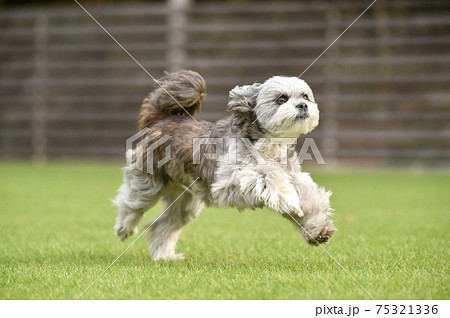 ドッグランで遊ぶシーズー、ミックス犬、小型犬 75321336