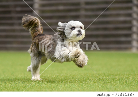 ドッグランで遊ぶシーズー、ミックス犬、小型犬 75321337