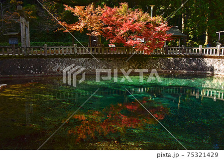 山口県　美祢市　青い池　別府弁天池 75321429