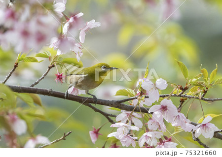 桜とメジロ 75321660