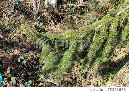 Springtime beginning at surroundings of Zagreb, Croatia 75321670