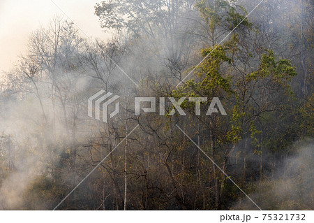 Forest fire disaster is burning caused by human 75321732