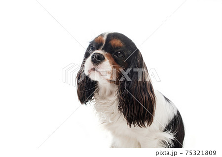 Half-length portrait of king charles spaniel dog isolated over white background. Half-length portrait of king charles spaniel dog isolated over white background. 75321809
