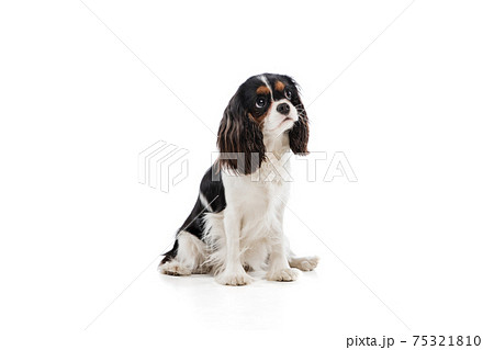 Cute puppy of king charles spaniel dog posing isolated over white background. Cute puppy of king charles spaniel dog posing isolated over white background. 75321810