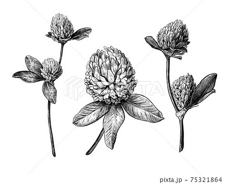 Set of different hand drawn flowers and leaves of clover Set of different hand drawn flowers and leaves of clover 75321864