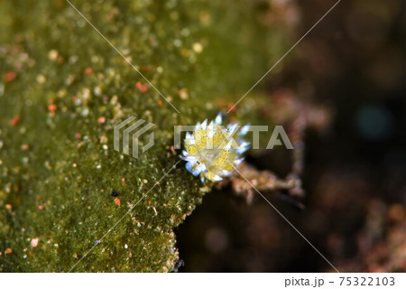 バリ島のクサイロモウミウシ　その② 75322103