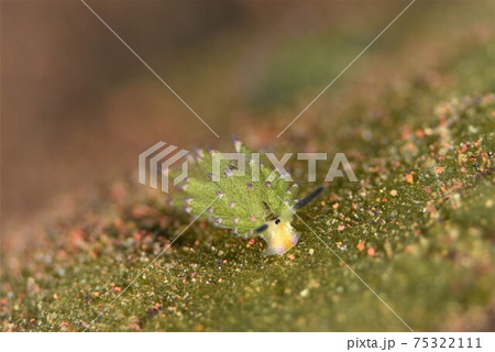 バリ島のクサイロモウミウシ　その⑩ 75322111