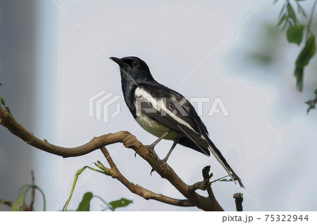Oriental magpie robin on a branch 75322944