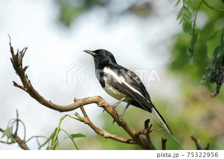 Oriental magpie robin on a branch Oriental magpie robin on a branch 75322956