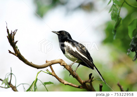 Oriental magpie robin on a branch Oriental magpie robin on a branch 75322958