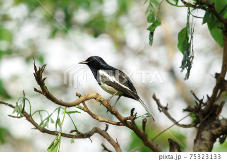 Oriental magpie robin on a branch Oriental magpie robin on a branch 75323133
