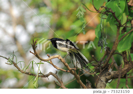 Oriental magpie robin on a branch 75323150