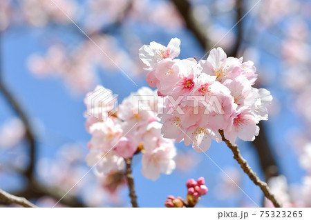 大寒桜の写真素材