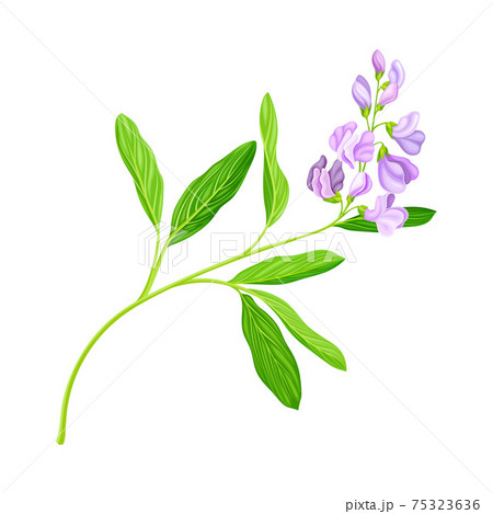 Medicago Sativa or Alfalfa Plant Having Elongated Leaves and Clusters of Small Purple Flowers Vector Illustration 75323636