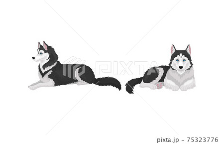Siberian Husky as Medium-sized Working Dog Breed in Different Poses Vector Set 75323776