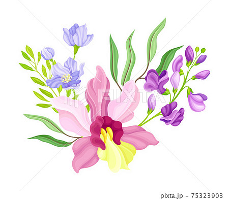 Fragrant Orchid Bloom with Labellum Arranged... - Stock Illustration  [75323903] - PIXTA