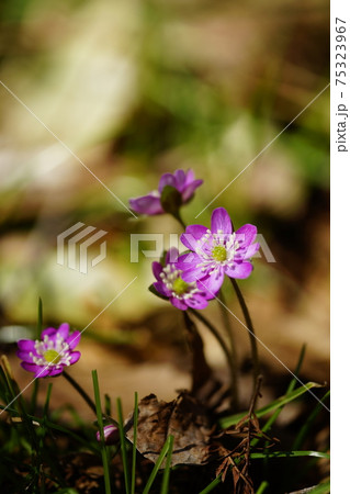 雪割草 ピンク 雪割草 ピンク 75323967
